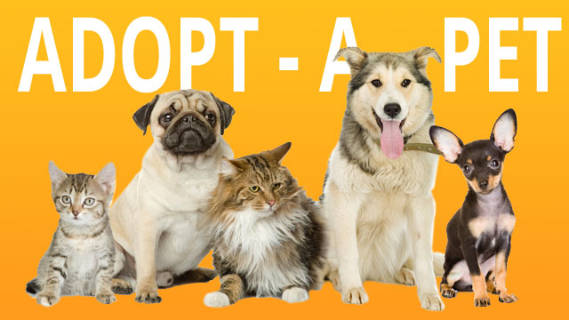 Go Country 105 - Adopt-a-Pet